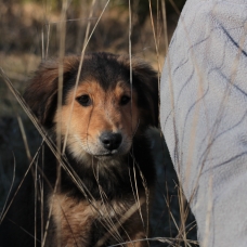 Image pour l'annonce Donne chiot labrador mélangé