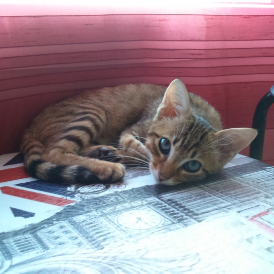 Image pour l'annonce Donne chaton