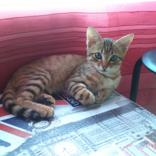 Image pour l'annonce Donne chaton