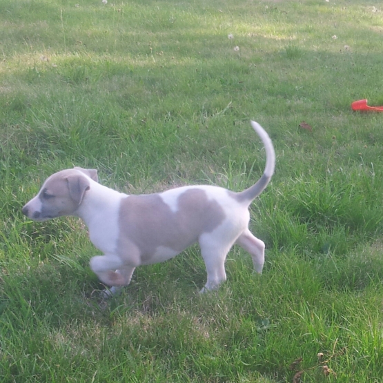 Image pour l'annonce Chiots lévriers Whippet LOF nés le 11 / 08 / 16