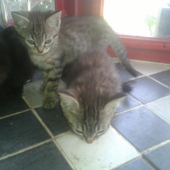 Image pour l'annonce Don chaton