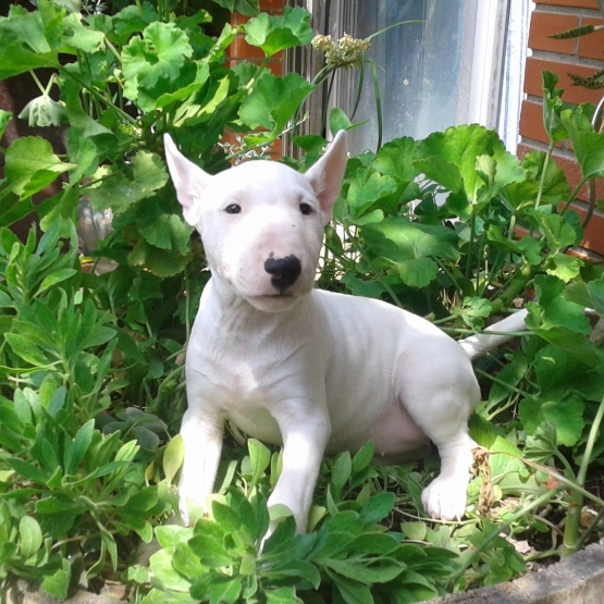 Image pour l'annonce Une femelle Bull terrier minature LOF