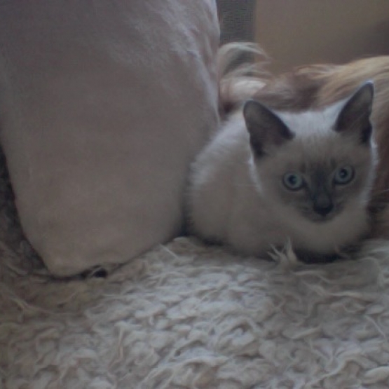 Image pour l'annonce je donne 2 chatons siamois