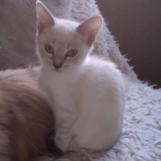 Image pour l'annonce je donne 2 chatons siamois