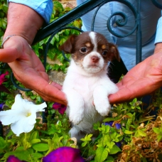 Image pour l'annonce DONNER CHOIT chihuahuas