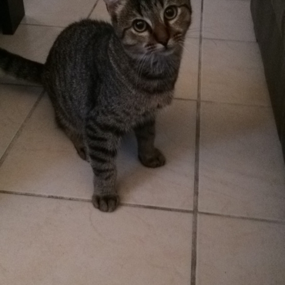 Image pour l'annonce donne chaton mâle