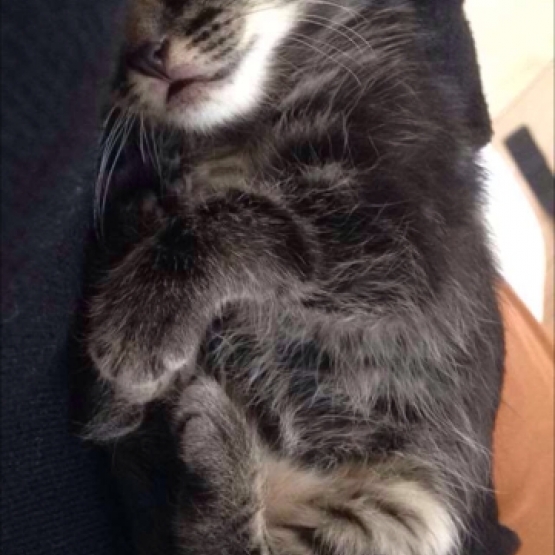 Image pour l'annonce chaton a donner