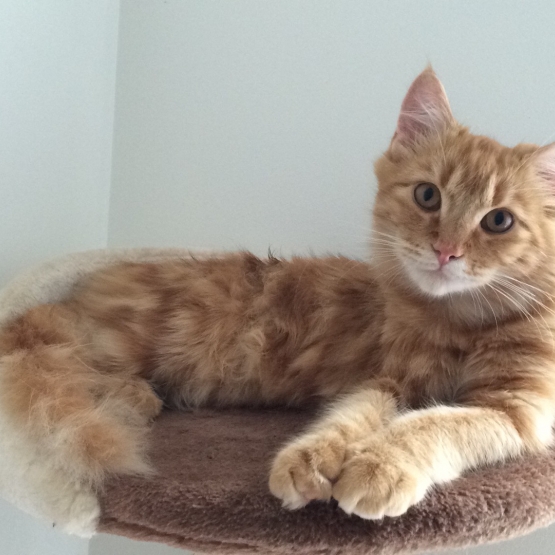 Image pour l'annonce Donne chaton croisé Maine coon