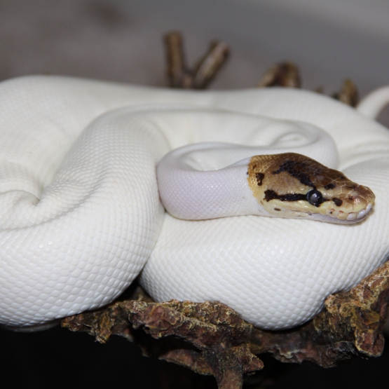 Image pour l'annonce python regius spied