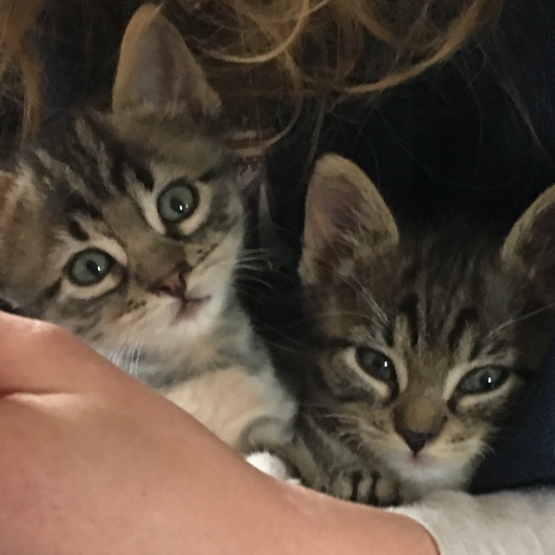 Image pour l'annonce Chaton à confier