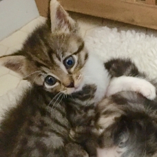 Image pour l'annonce Chaton à confier