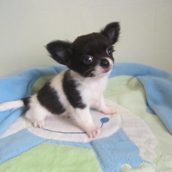 Image pour l'annonce Chihuahuas à poils longs