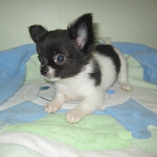 Image pour l'annonce Chihuahuas à poils longs