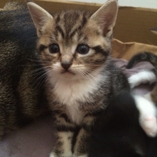 Image pour l'annonce Donne 2 chatons