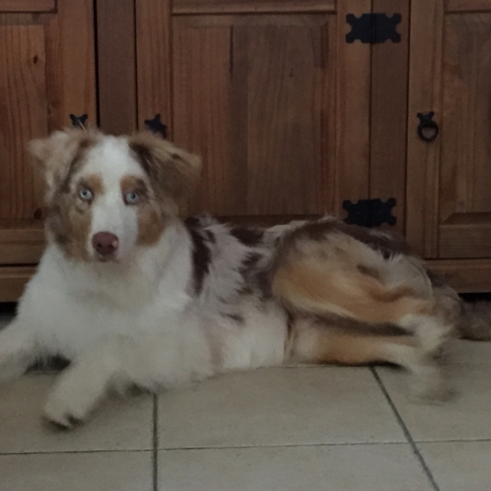 Image pour l'annonce vend berger australien rouge merle