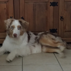 Image pour l'annonce vend berger australien rouge merle