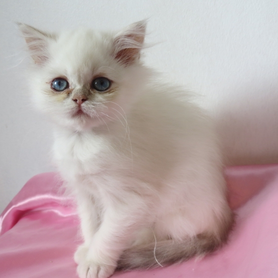 Image pour l'annonce Disponible de suite Chaton persan femelle Loof