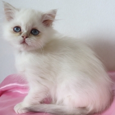 Image pour l'annonce Disponible de suite Chaton persan femelle Loof