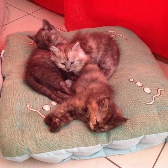 Donne chatons Réunion (974) GRATUIT sur