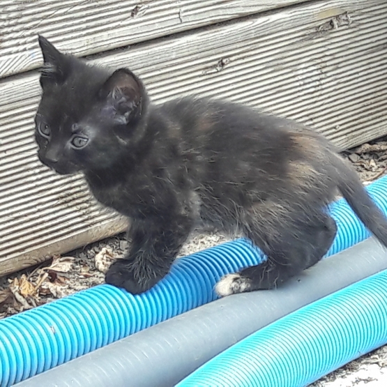 Image pour l'annonce Donne 5 chatons