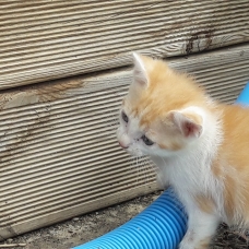 Image pour l'annonce Donne 5 chatons