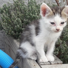 Image pour l'annonce Donne 5 chatons
