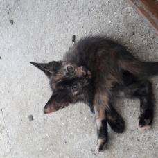 Image pour l'annonce Donne 5 chatons
