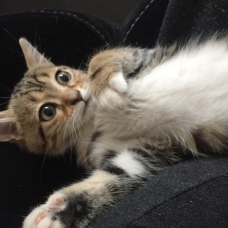 Image pour l'annonce Vends chaton