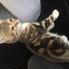 Image pour l'annonce Vends chaton