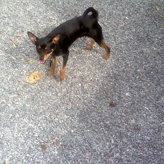 Image pour l'annonce je donne mon chihuahua pinscher