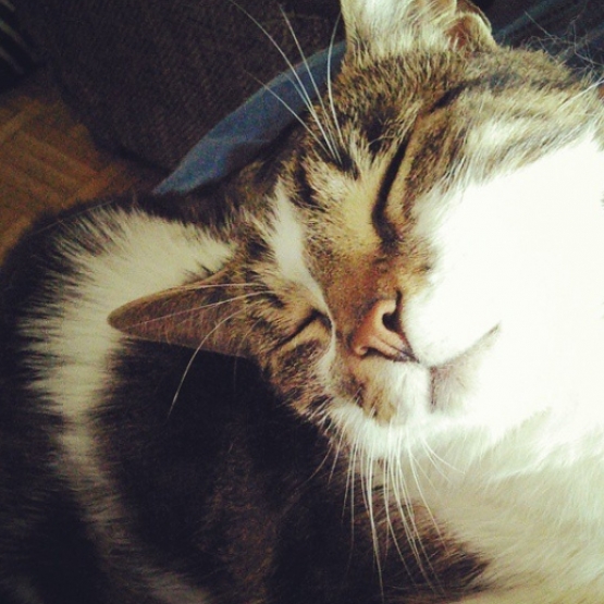 Image pour l'annonce Donne 2 chats 6 et 7 ans