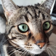 Image pour l'annonce Donne 2 chats 6 et 7 ans