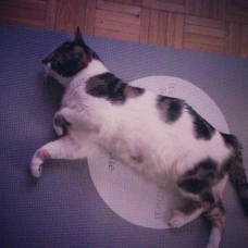 Image pour l'annonce Donne 2 chats 6 et 7 ans
