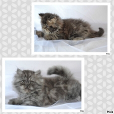 Image pour l'annonce chatons persan