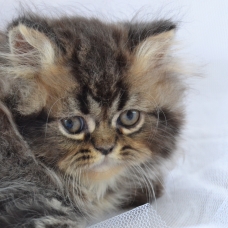 Image pour l'annonce chatons persan