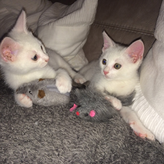 Image pour l'annonce Tippex et Elvis, deux mois, recherchent un foyer !