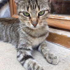Image pour l'annonce Chatte sdf recherche famille