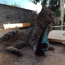Image pour l'annonce Chatte sdf recherche famille