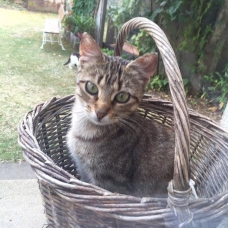 Image pour l'annonce Chatte sdf recherche famille