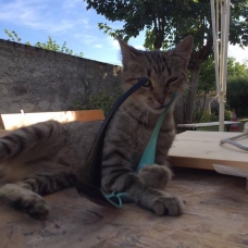 Image pour l'annonce Chatte sdf recherche famille