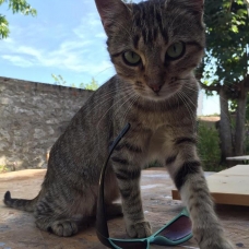 Image pour l'annonce Chatte sdf recherche famille