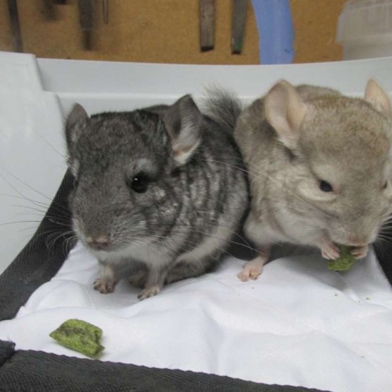Image pour l'annonce jeune chinchilla femelle