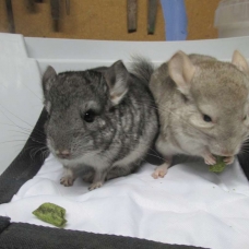 Image pour l'annonce jeune chinchilla femelle