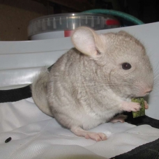 Image pour l'annonce jeune chinchilla femelle