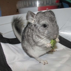 Image pour l'annonce jeune chinchilla femelle
