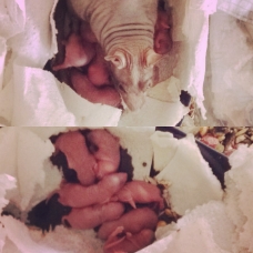 Image pour l'annonce Donne 7 bebes rats