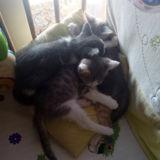 Image pour l'annonce Chatons à donner