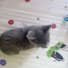 Image pour l'annonce Chatons à donner