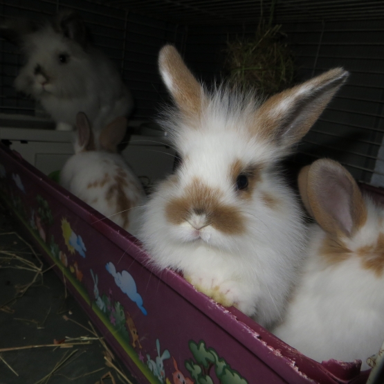 Image pour l'annonce Lapins nains