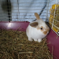 Image pour l'annonce Lapins nains